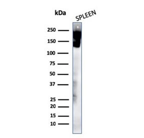 Anti-CD45 (Leukocyte marker), clone rPTPRC/1460