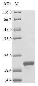 Insulin-1 (Ins1), partial, rat, recombinant