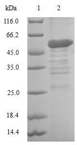 Baculoviral IAP repeat-containing protein 8 (BIRC8), human, recombinant