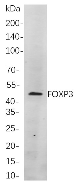 Anti-Recombinant FOXP3, clone 3P10
