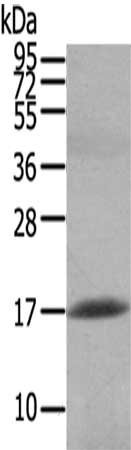 Anti-HCRT