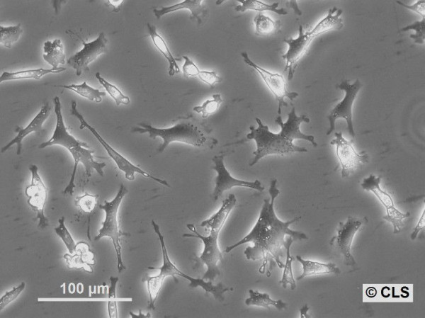 Hep-56.1C Cells