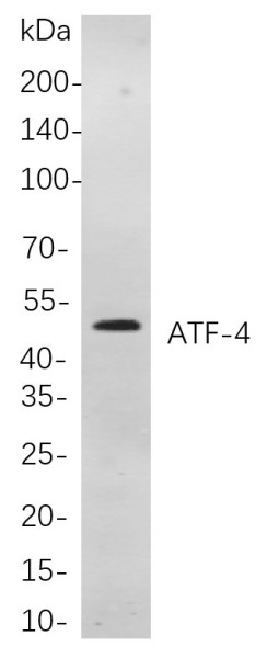 Anti-Recombinant ATF-4, clone 6C8