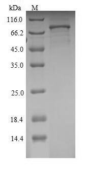 Semaphorin-3A (Sema3a), rat, recombinant