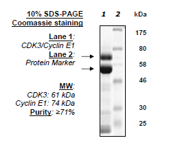 CDK3/CyclinE1, Active Human Recombinant Protein