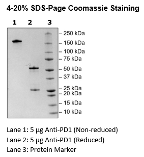 Anti-PD-1 IgG