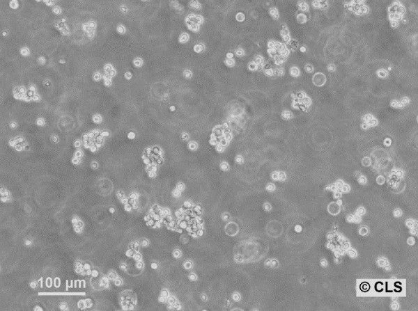 RPMI 8226 Cells