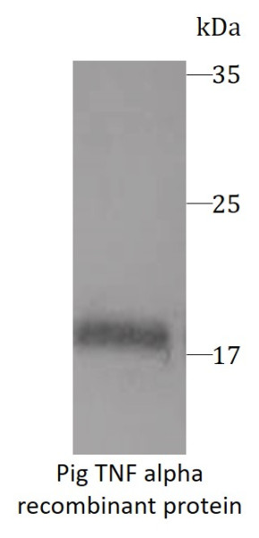 Pig TNF alpha recombinant protein (Active) (His-tagged)