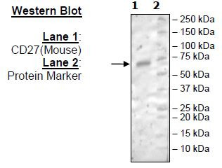 CD27, Fc-Fusion (IgG1), Avi-Tag (Mouse) HiP(TM)