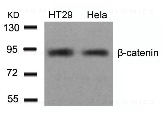 Anti-beta-Catenin (Ab-654)
