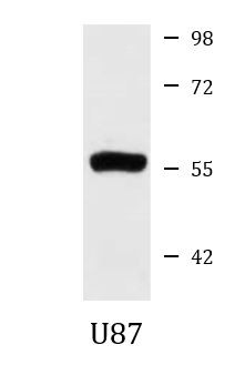 Anti-CCT7 / TCP1 eta