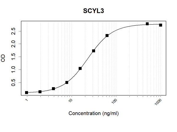 Anti-Human SCYL3 Antibody Pair