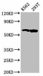 Anti-FAM83D