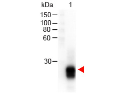 Anti-Rabbit IgG F(ab')2 [Goat] (Min X Bv Hs Hu Ms Rt &amp; Sh serum proteins) Peroxidase conjugated F(ab