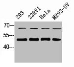 Anti-SMAD2/SMAD3