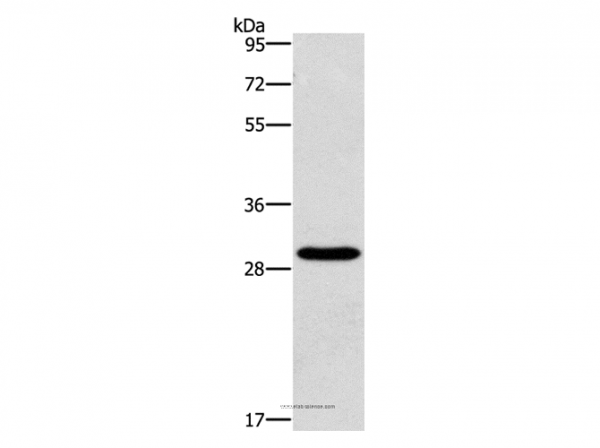 Anti-BCL10