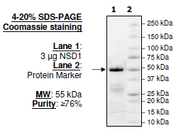 NSD1, human recombinant protein