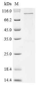 Transient receptor potential cation channel subfamily V member 3 (TRPV3), human, recombinant