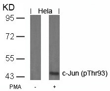 Anti-phospho-c-Jun (Thr93)