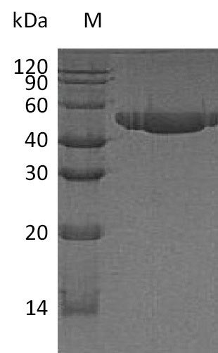 Nectin-2 (NECTIN2), partial (Active), human, recombinant