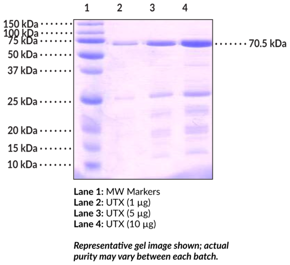 UTX (human, recombinant)