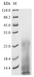 ESAT-6-like protein esxB (esxB), recombinant Mycobacterium bovis
