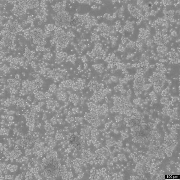 GH3 Cells