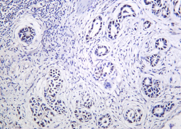 Anti-Recombinant THOC1, clone 2D8