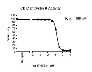 CDK12/Cyclin K Kinase Assay Kit