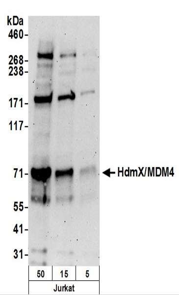 Anti-HdmX/MDM4