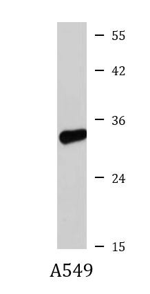 Anti-PNO1