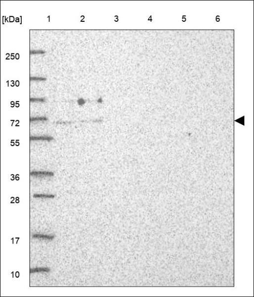 Anti-CDC25A