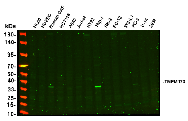 Anti-Recombinant TMEM173, clone 6G8