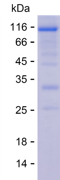 Recombinant Human DDX4 Protein