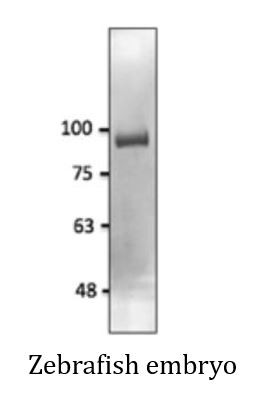 Anti-OB Cadherin