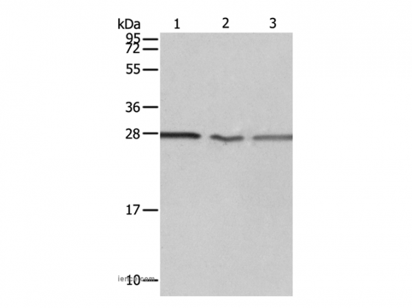 Anti-PSMD9