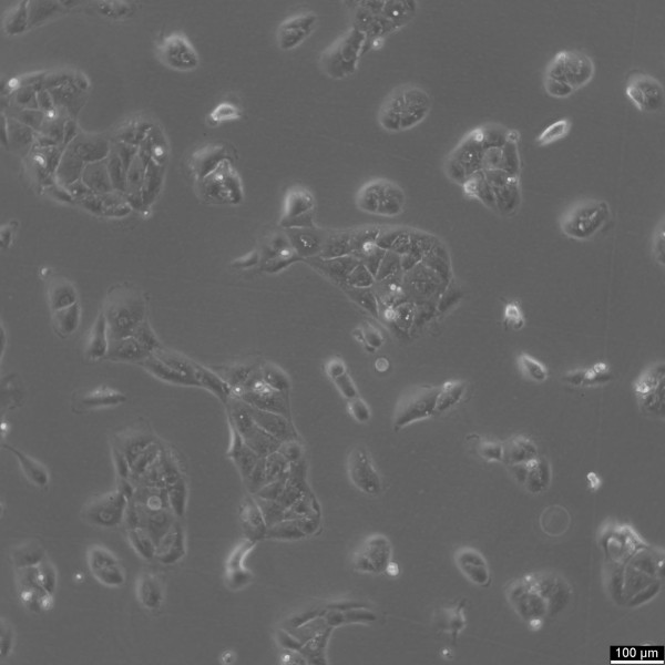 A704 Cells