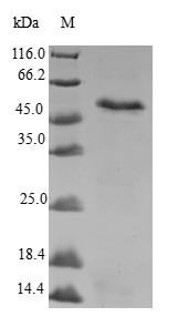 Myeloid leukemia factor 1 (MLF1), human, recombinant