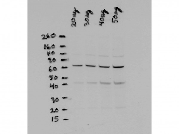 Anti-NFkappaB p65, NT (Nuclear Factor kappa B, Rel A)