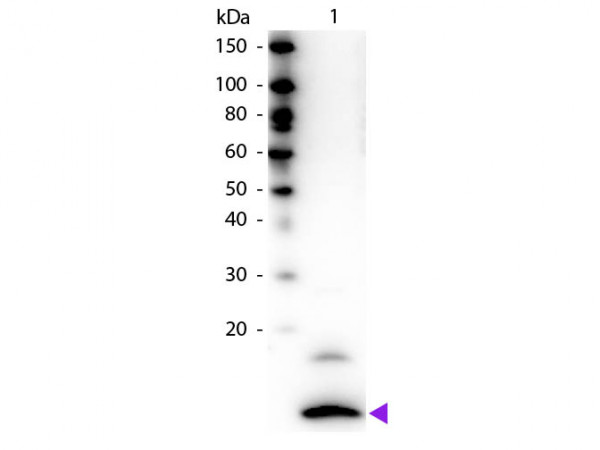 Anti-Human Fractalkine, Biotin Conjugated