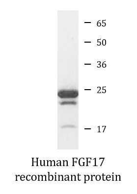 Human FGF17 recombinant protein (Active)