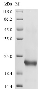 Leukocyte cell-derived chemotaxin-2 (Lect2), mouse, recombinant