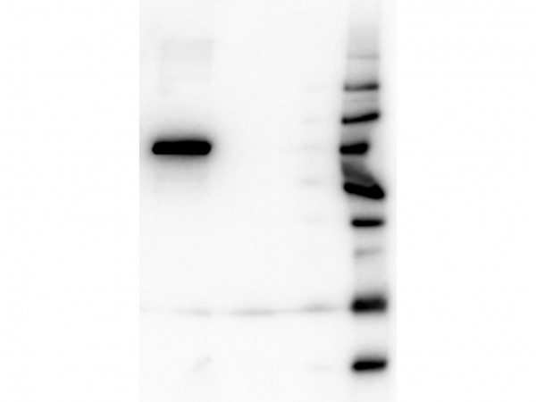 Anti-AKT1, clone 14E5.A2.B2.H9