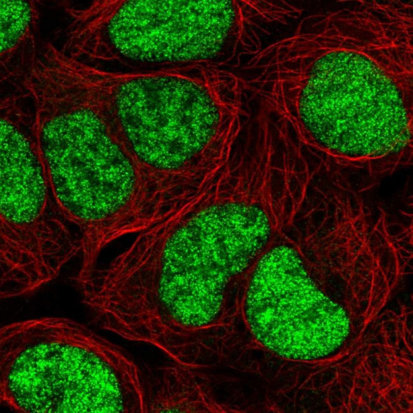 Anti-C19orf43