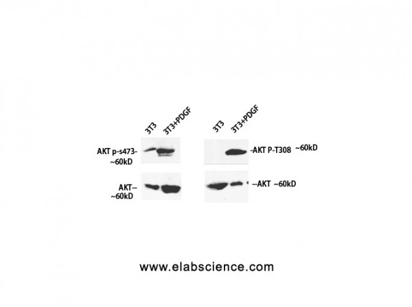 Anti-Phospho-Akt (Ser473)