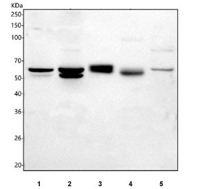 Anti-Best1 / Bestrophin 1