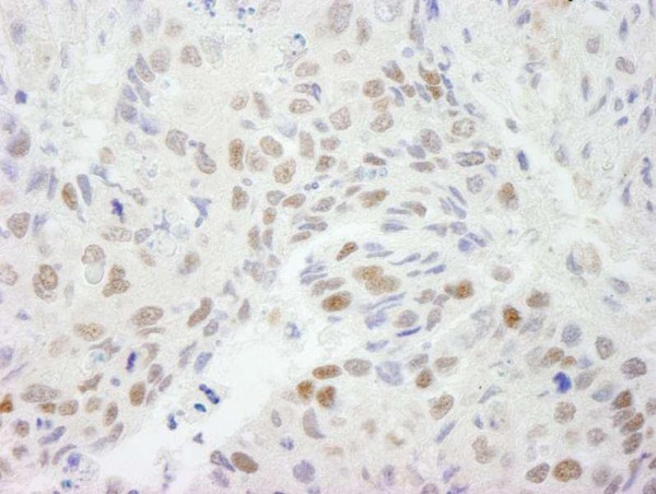 Anti-HDAC3 (IHC)