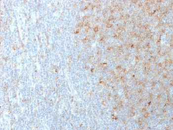 Anti-CD80, clone C80/2723
