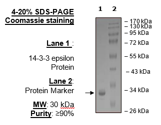 14-3-3 epsilon Protein, His-tag (Human)