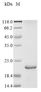 Nucleoside diphosphate kinase (YNK1), Saccharomyces cerevisiae, recombinant